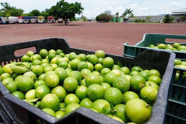 Se reúnen limoneros para estabilizar el precio del limón